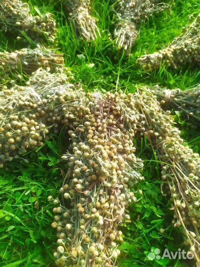 Полынь лекарственная