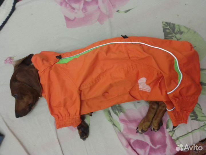 Одежда для таксы мальчика