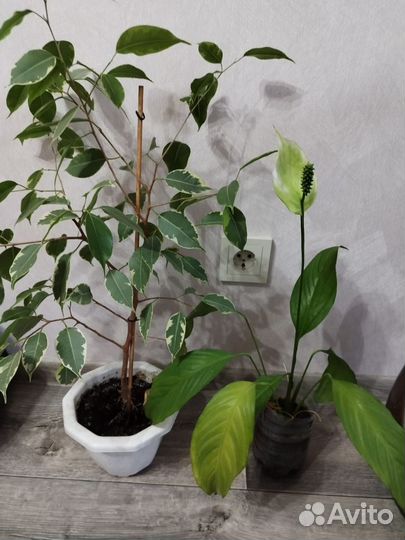 Бенджамина