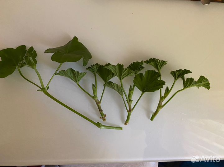 Черенки герани пеларгония