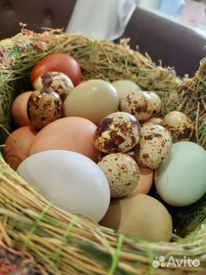Домашние куриные яйца