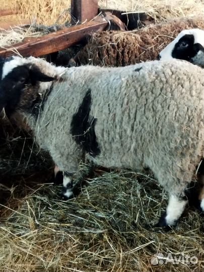 Бараны, ярки