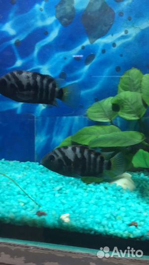 Рыбки цихлиды