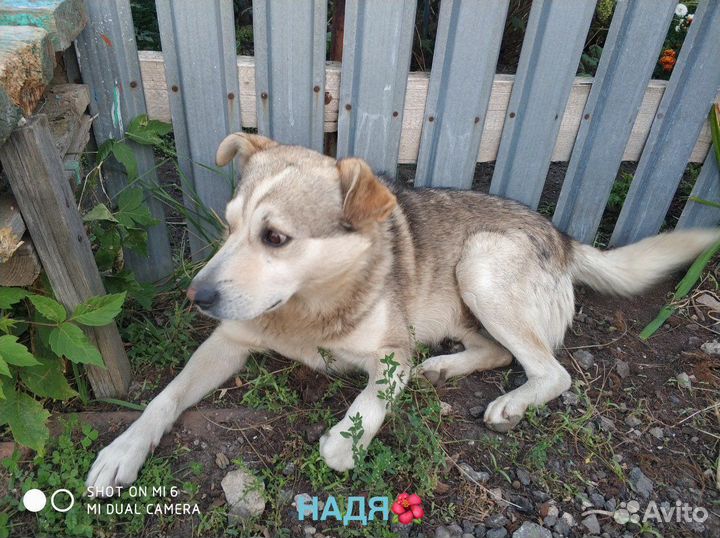 Собака в добрые руки