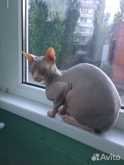 Кот для вязки