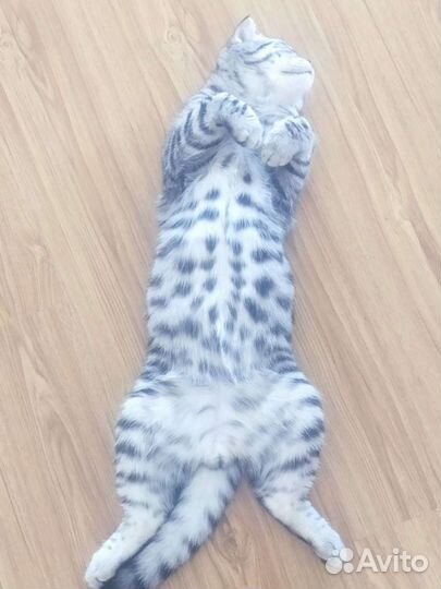 Вязка кота