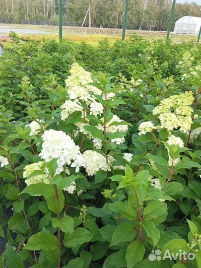 Гортензия метельчатая 2-х летка
