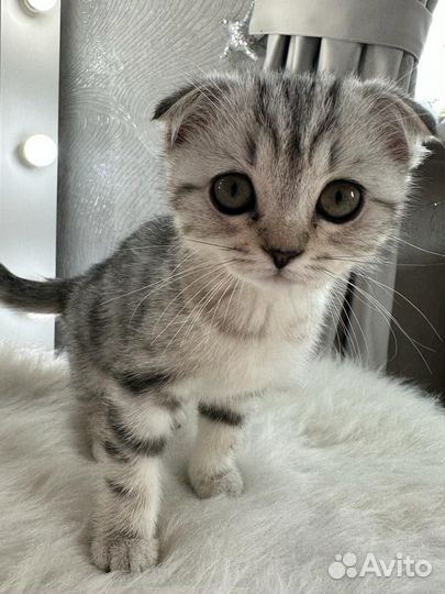 Продажа шотландские котята скоттиш-фолд