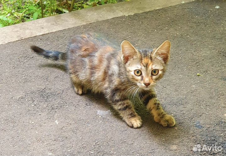 Котенок-кроха в поисках дома