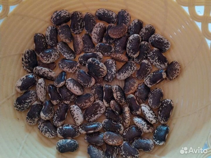 Семена вьющейся фасоли