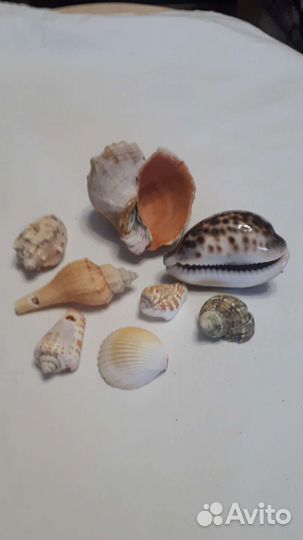 Набор ракушек