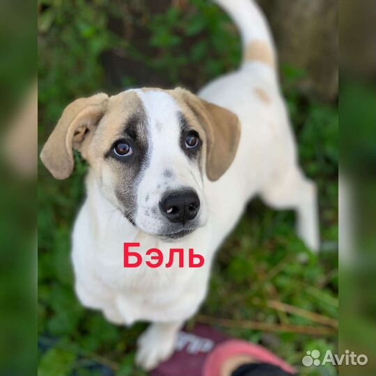 Собаки в добрые руки