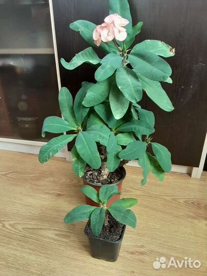 Эуфорбия Миля крупноцветковая