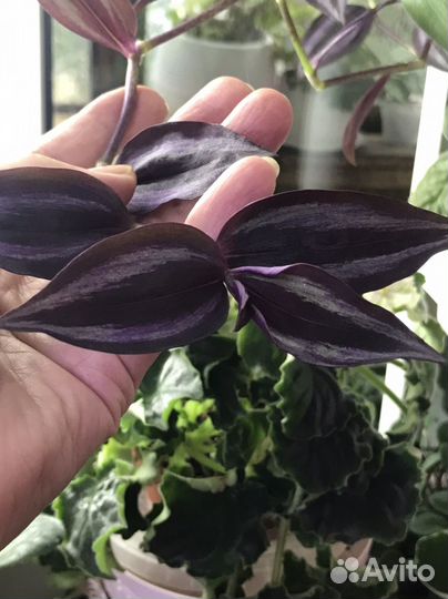 Традесканции сортовые