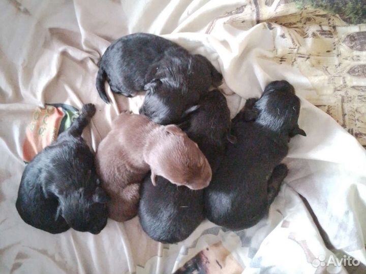 Отдам бесплатно щенят