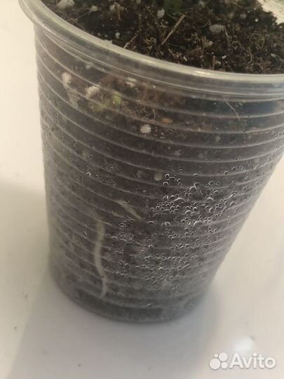 Сциндапсус Platinum