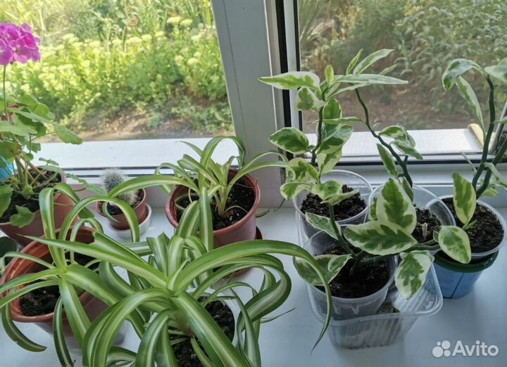 Комнатные цветы