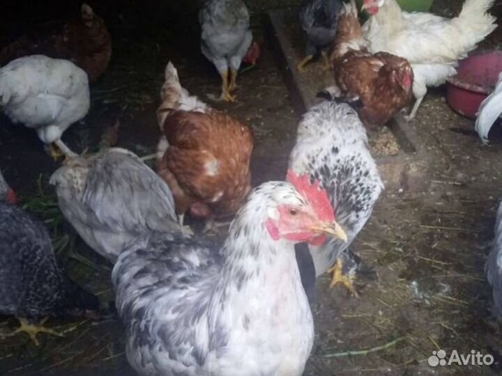 Куры-несушки