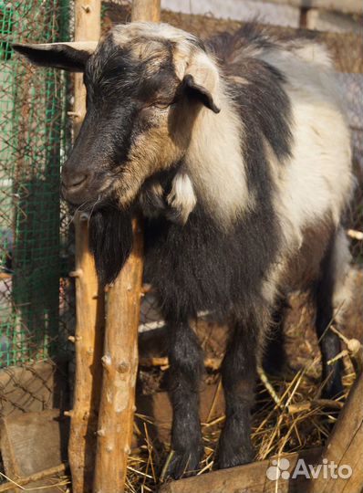 Козлята помесь чешской и зааненской породы