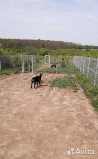 Передержка и дрессировка собак