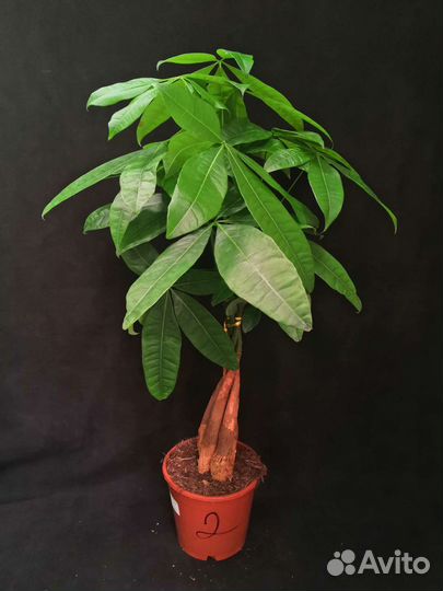 Дерево пахира 14/65