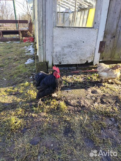 Петушки породы мини кохинхин