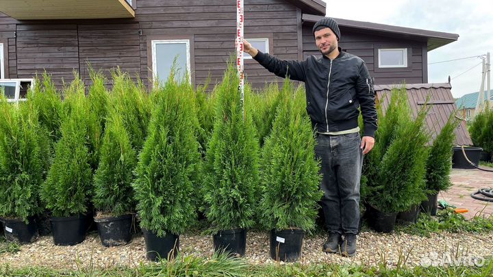 Туи 120 см свежая копка 2023