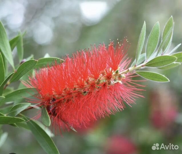 Калистемон