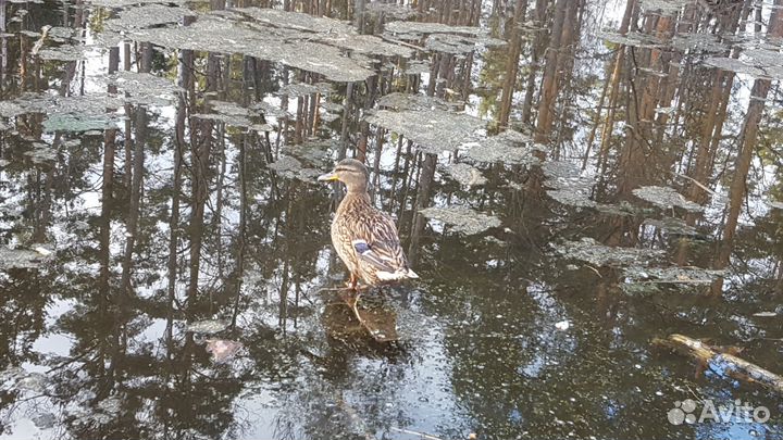 Подсадные утки (аренда)
