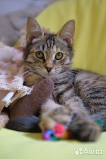 Красивый котенок в добрые руки