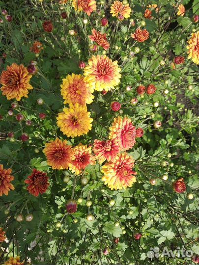 Хризантема