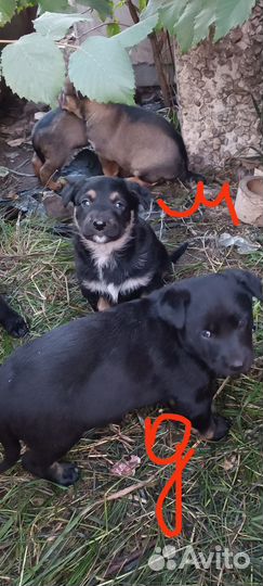 Собаки щенки бесплатно