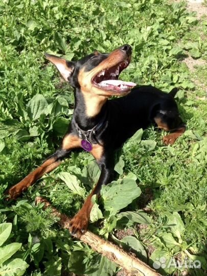 Вязка,цвергпинчер,пинчер