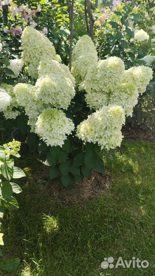 Гортензия метельчатая Скайфолл