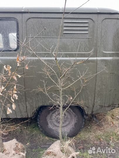 Саженцы дуб черешчатый