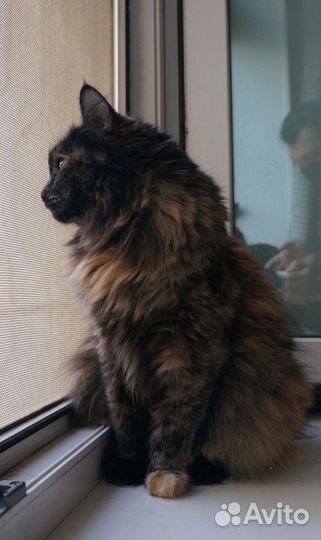 Кошка Марго в добрые руки