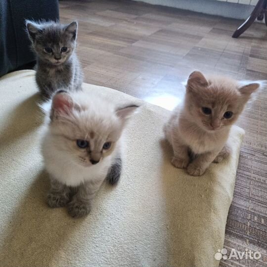 Отдадим в добрые руки очаровательных котят