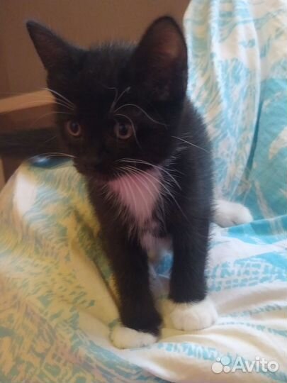 Кошка в дар бесплатно