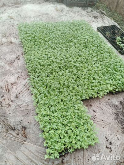 Рассада цветы матрикария