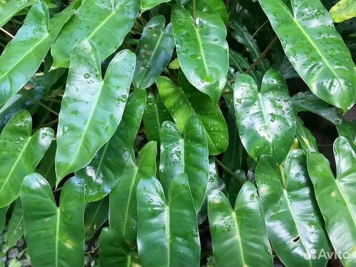 Филодендрон Бурле Маркс (Philodendron Burle Marx)