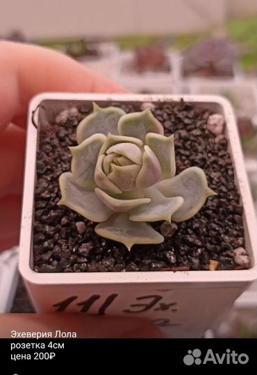 Суккуленты