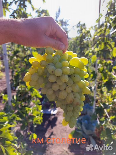 Саженцы винограда