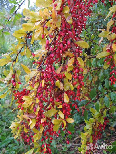 Цветы 150 видов. Прайс. ч.1