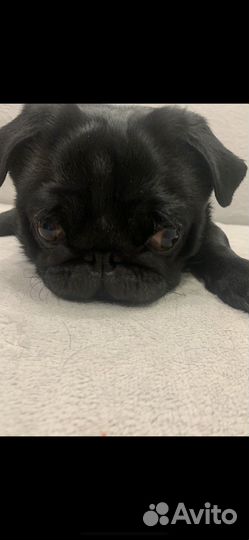 Мопс вязка мальчик