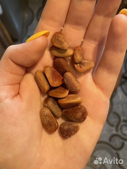 Кедр корейский семена