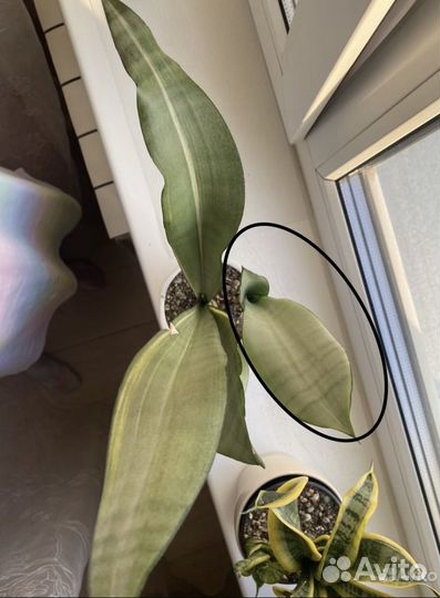 Сансевиерия муншайн вариегатный