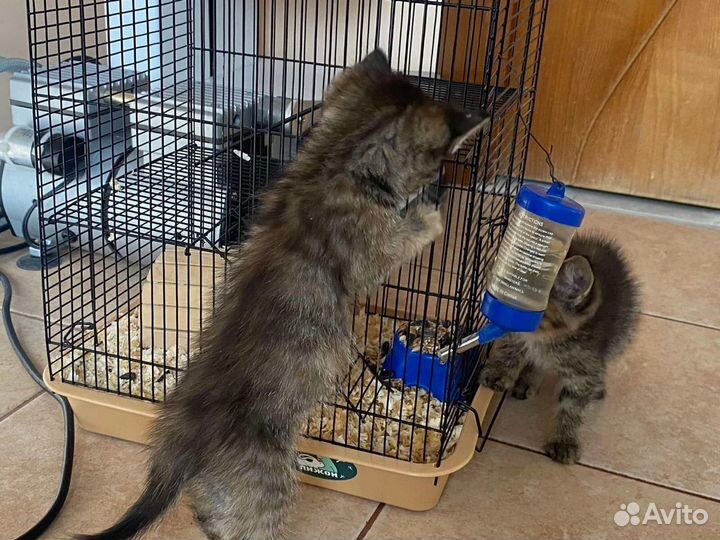 Котята в добрые руки девочки