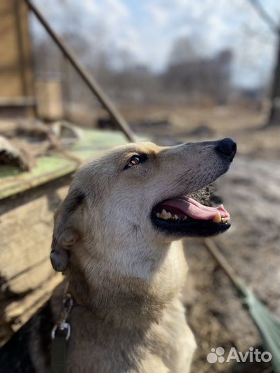 Собачка ищет дом