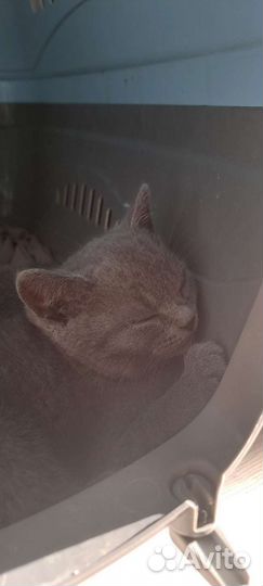 Британские котята