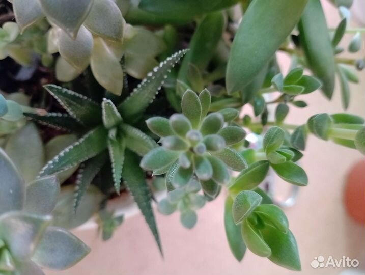 Садик суккулентов